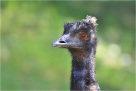 <p>EMU HNĚDÝ (Dromaius novaehollandiae) ZOO Ústí nad Labem</p>